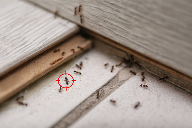 Best Termite Control Services  in Folcroft, PA
