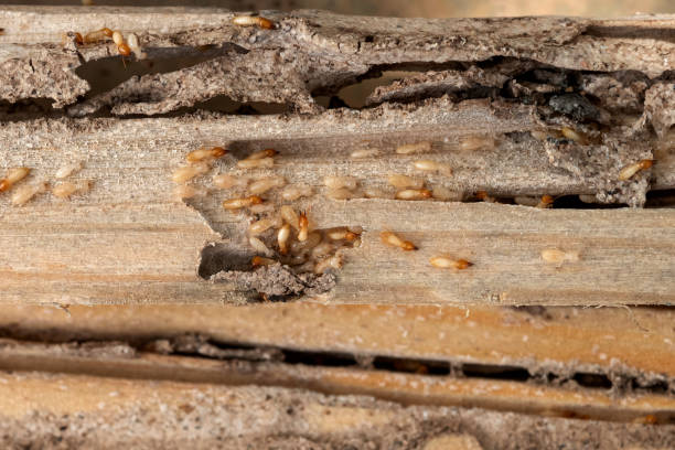 Pest Control Cost in Folcroft, PA